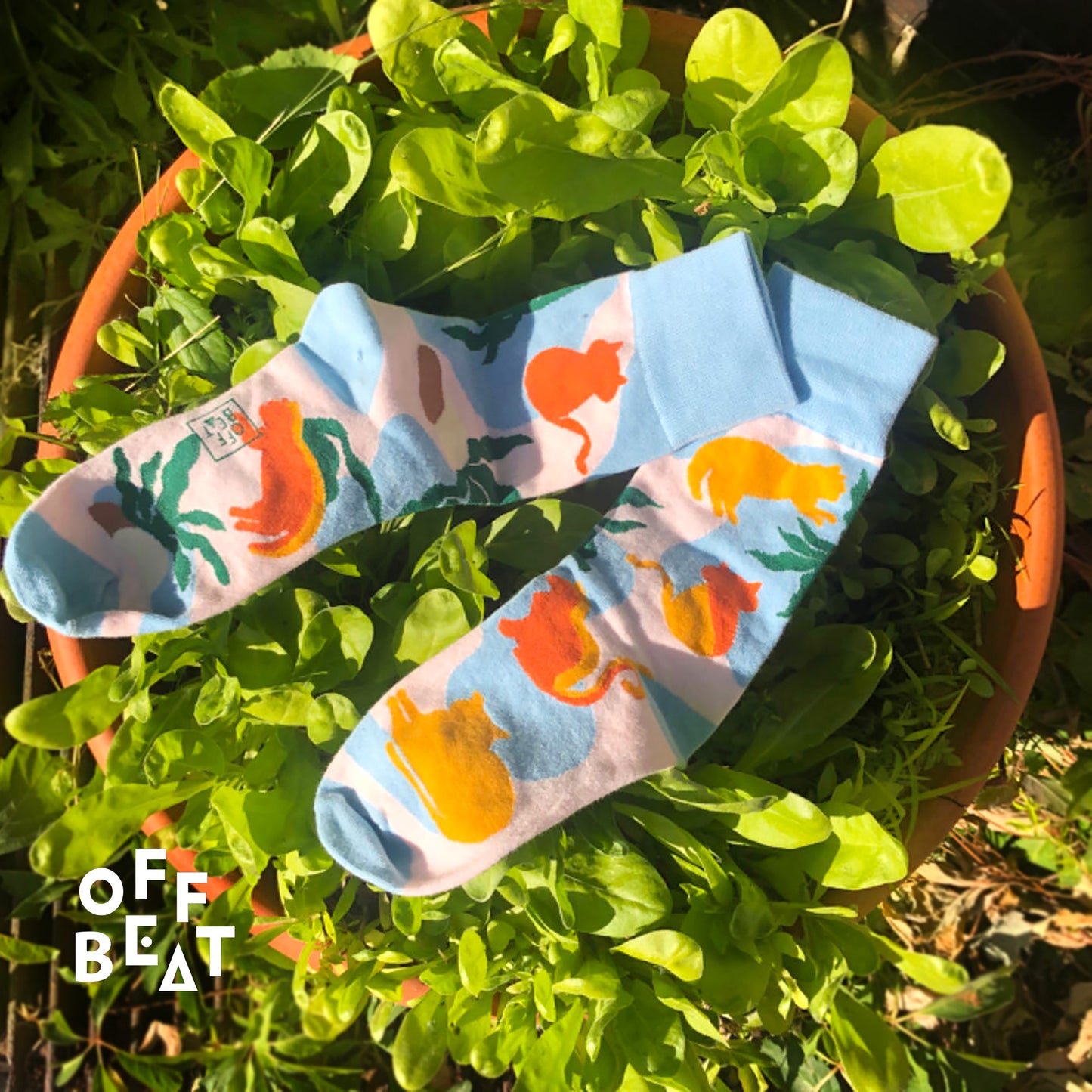 Socks Sun-loving Cats