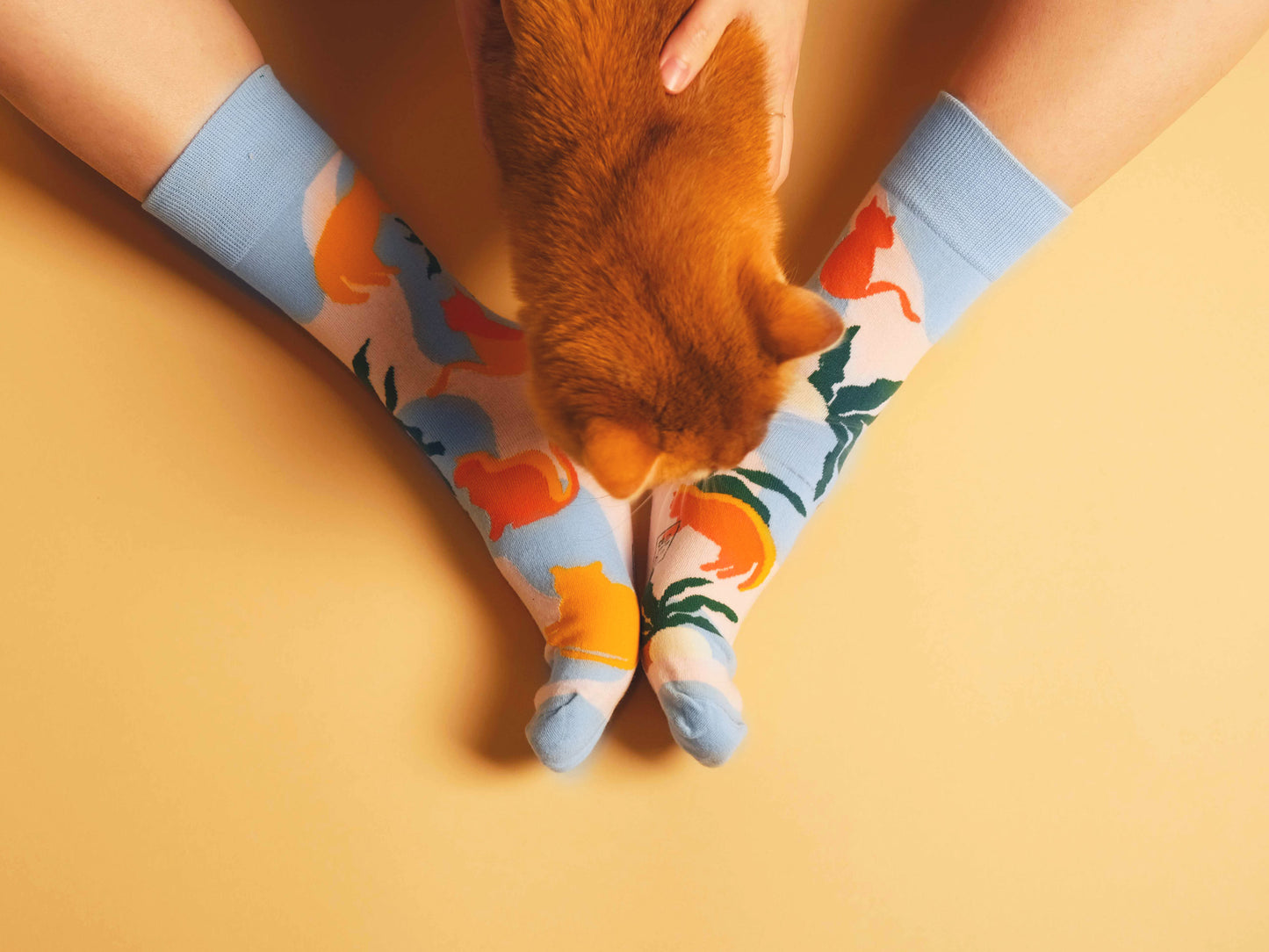 Socks Sun-loving Cats