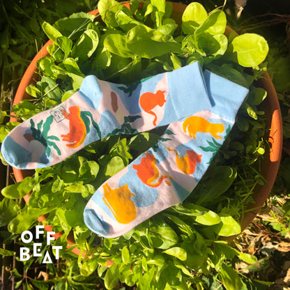 Socks Sun-loving Cats