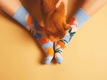 Socks Sun-loving Cats
